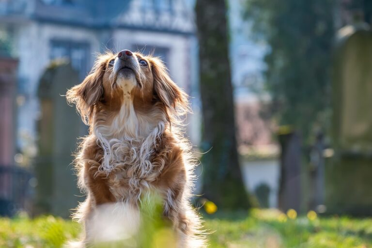 Cane in casa o in giardino? ecco cosa è meglio per il suo benessere