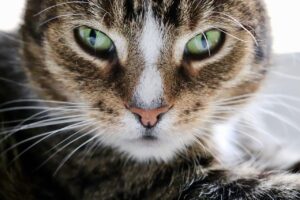 Il linguaggio facciale del gatto: come leggerlo